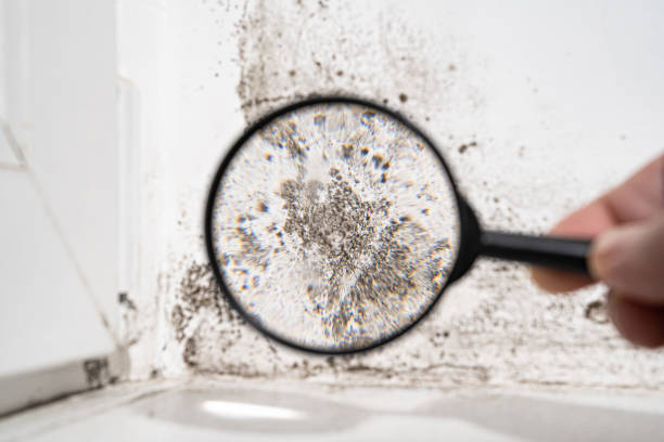 Trusted Black Diamond, FL Mold Prevention & Removal  Experts